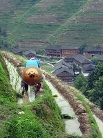 Chinese Culture - Rice Planter in Southern China