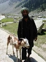 Indian Culture - Herder in Kashmir