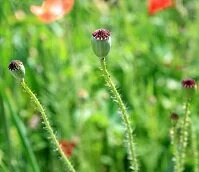 Afghan Geography - Poppy plant