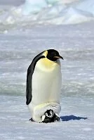 Antartic Geography - Emperor Penguin