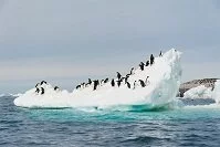 Antartic Geography - Penguins on an iceberg