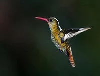 Argentine Geography - Hummingbird