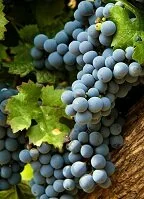 Argentine Geography - Grapes in Mendoza