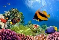 Australian Geography - Great Barrier Reef