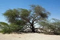 Bahraini Geography - Tree of Life