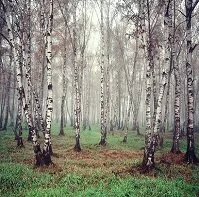 Belarusian Geography - Birch trees