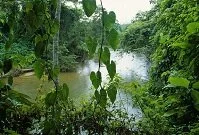 Belizean Geography - Rain Forest