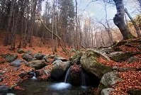 Bulgarian Geography - Stream in the forest