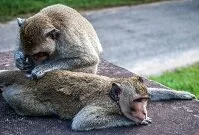 Cambodian Geography - Monkeys