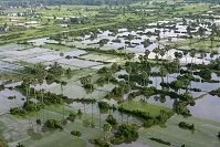 Cambodian Geography - Rice fields