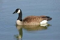 Canadian Wildlife - Goose