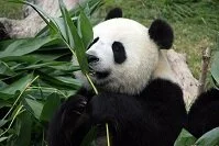 Chinese Wildlife - Giant Panda