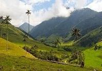 Colombian Geography - Cocora Valley