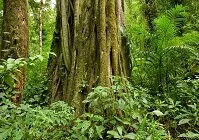 Costa Rican Geography - Rain Forest