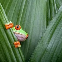 Costa Rican Geography - Frog