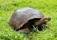 Ecuadorian Geography - Galapagos Turtle