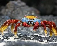 Ecuadorian Geography - Red rock crab