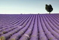 French Geography - Lavender field