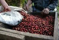 Guatemalan Food - Coffee beans