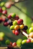 Honduran Food - Coffee beans