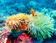 Indonesian Wildlife - Coral reefs