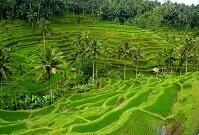 Indonesian Geography - Rice fields