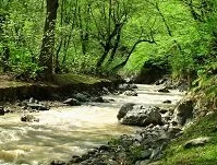 Iranian Geography - River in the forest