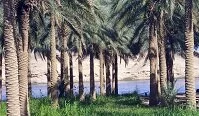 Iraqi Geography - Date trees along the Euphrates River