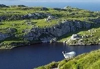 Irish Geography - Sheep on a cliff