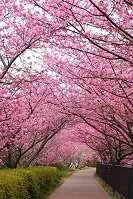 Japanese Geography - Cherry Blossoms