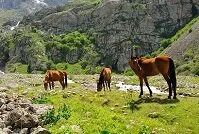 Kyrgyz Geography - Wild Horses