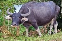 Lao Geography - Asian buffalo