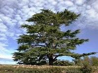 Lebanese Geography - Lebanese Cedar