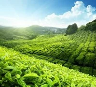 Malay Geography - Tea plantation