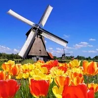 Dutch Geography - Tulips and a windmill