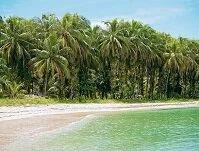 Panamanian Geography - Coconut trees along the coastline