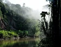 Peruvian Geography - Rain forest