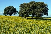 Portuguese Geography - Trees in a field