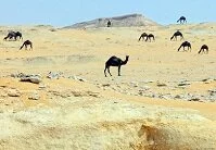 Qatari Geography - Camels in the desert