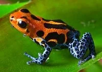 Amazon Wildlife - Poison dart frog