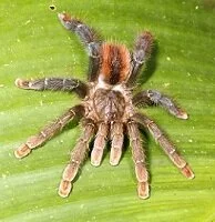 Amazon Wildlife - Tarantula