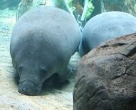 Panamanian Wildlife - Manatee