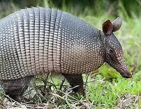 Paraguayan Wildlife - Armadillo