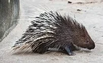 Paraguayan Wildlife - Porcupine