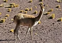 Bolivian Wildlife - Vicuna