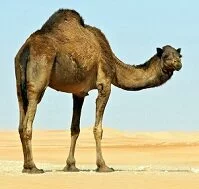 Kuwaiti Wildlife - Arabian camel