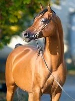 Saudi Wildlife - Arabian horse