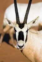 Emirati Wildlife - Oryx