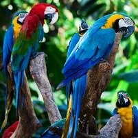 Guatemalan Wildlife - Macaws