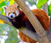 Bhutanese Wildlife - Red panda